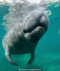 Surfacing
A manatee takes a break from napping to surfac... by Tanya Houppermans 